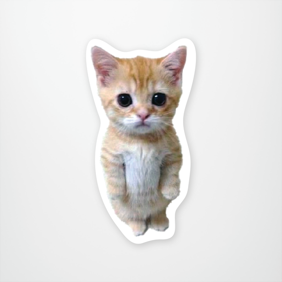 Standing Kitty Meme