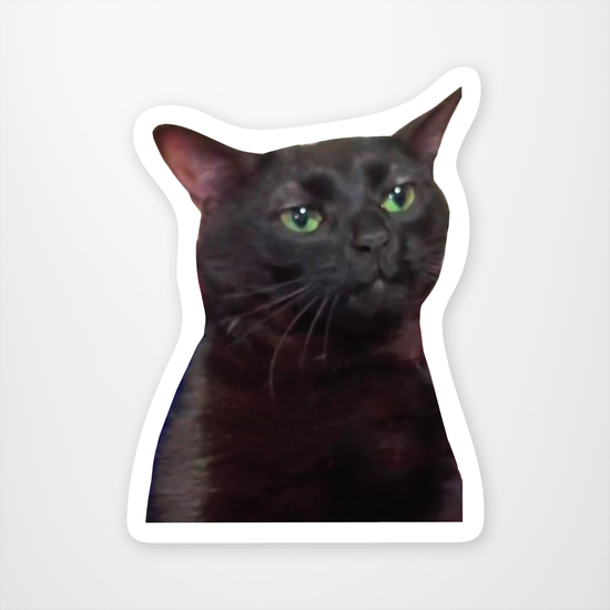 Zoned Out Cat