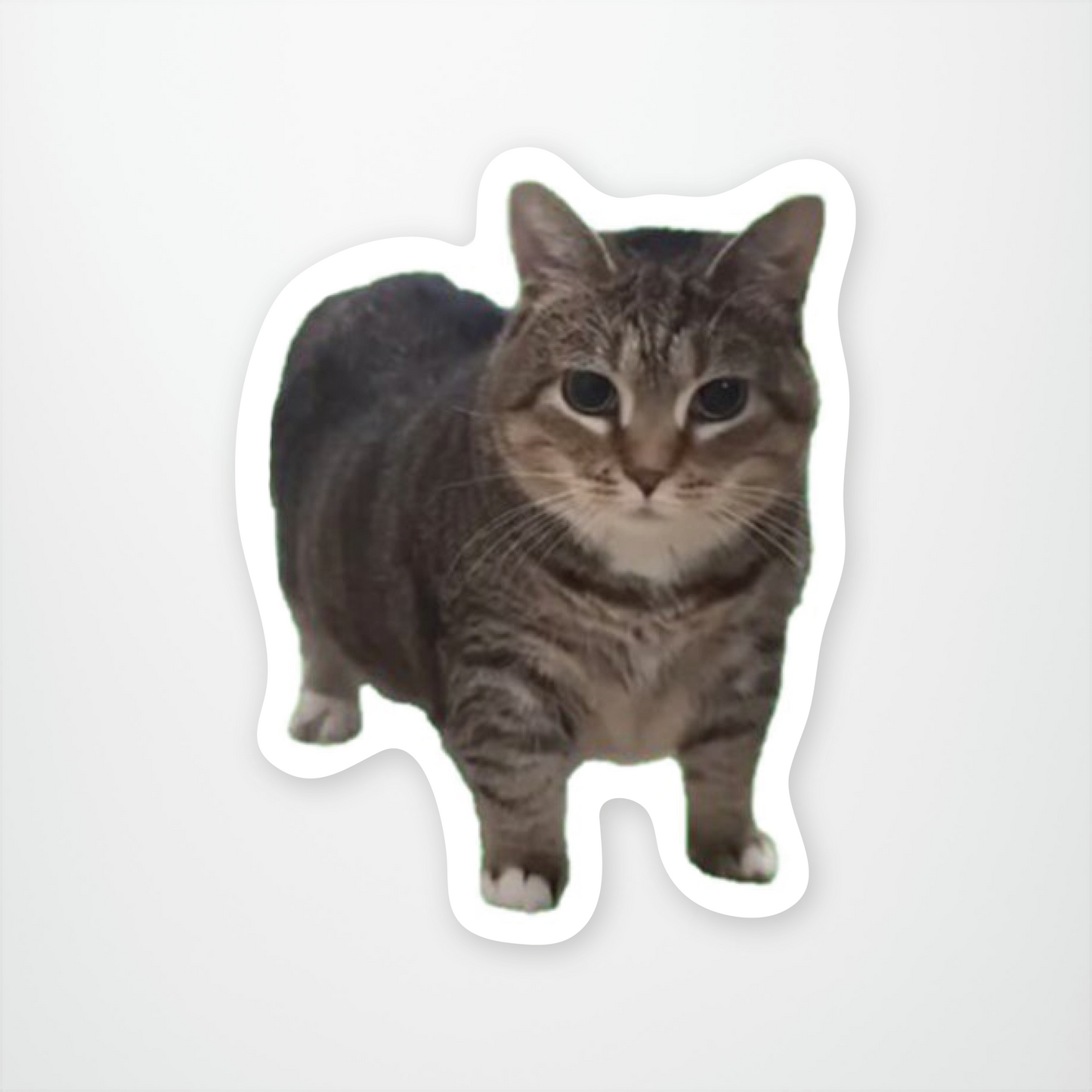 OIIA Cat Meme