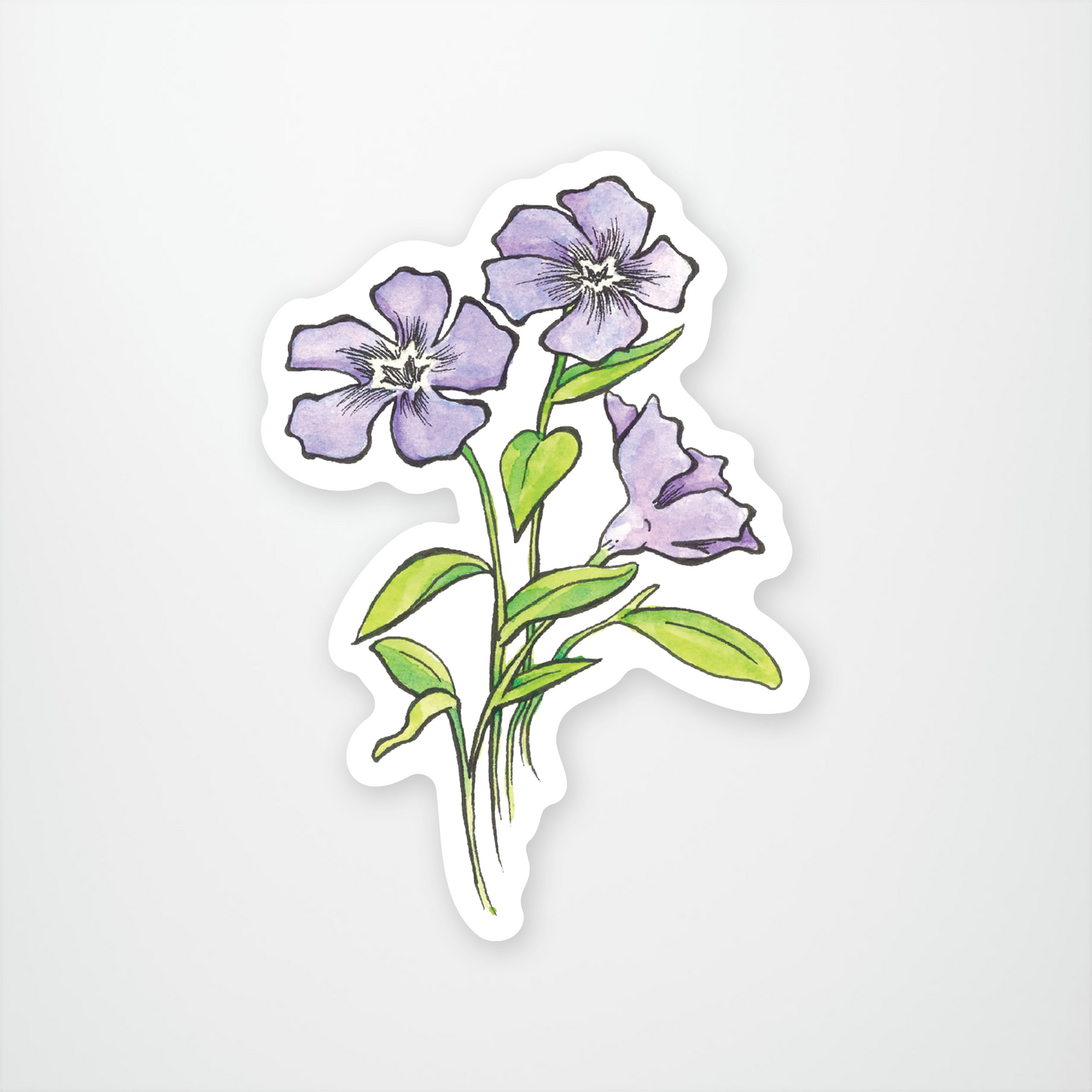 Periwinkle