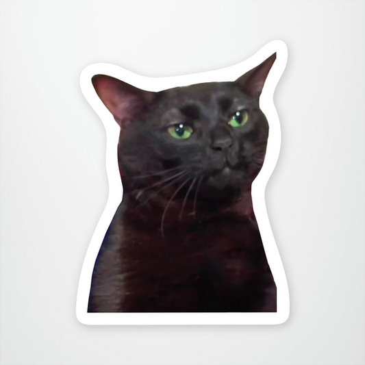 Zoned Out Cat