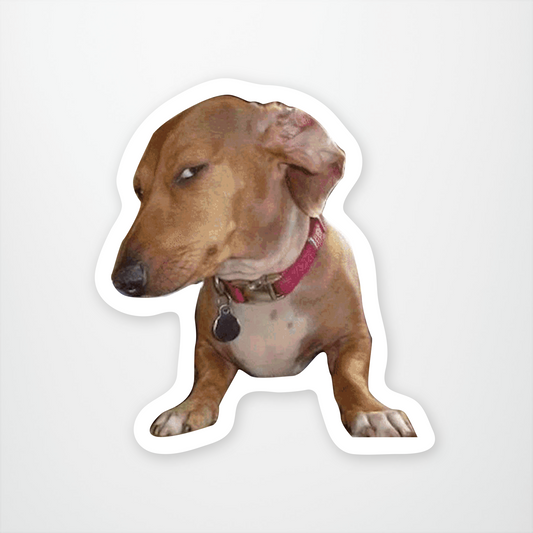 Side Eye Dog